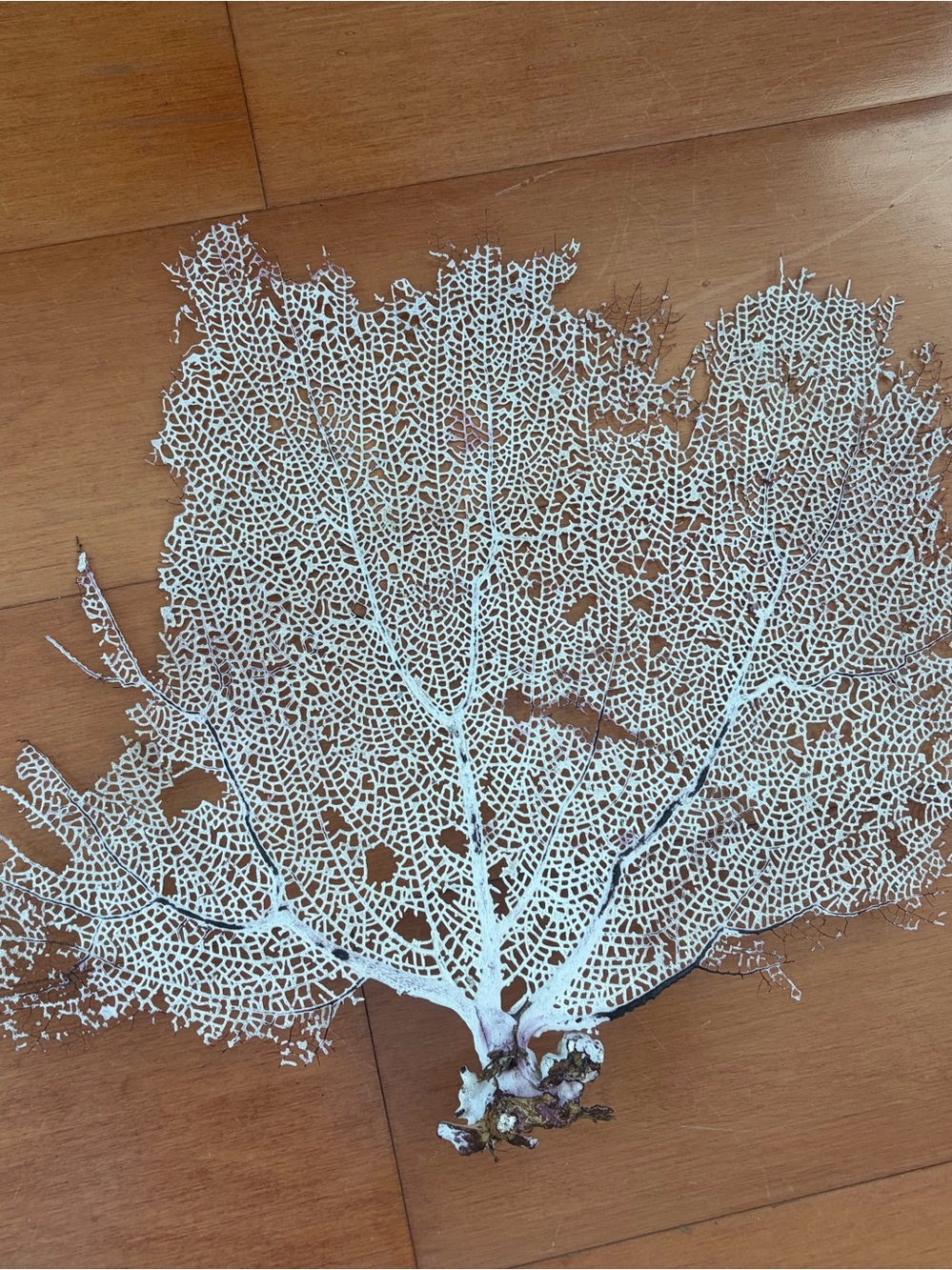 Sea fan coral, M size - Picture 2 of 5